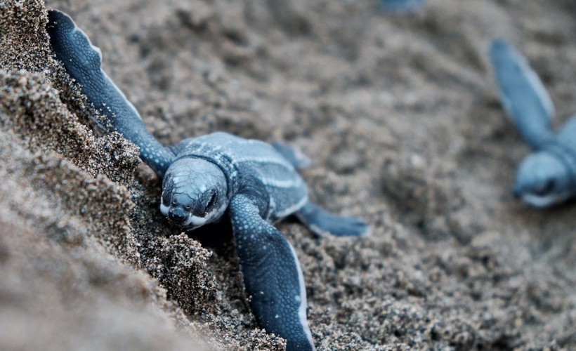 Yavru 'caretta caretta'lar denizle buluştu