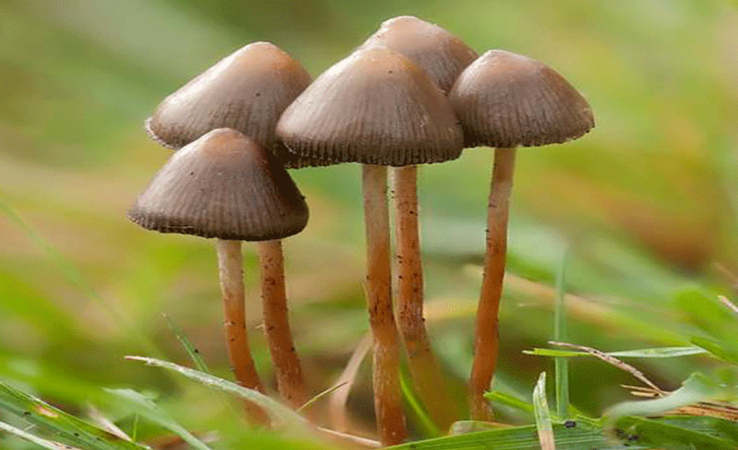 Sihirli mantar depresyonun ilacı mı?
