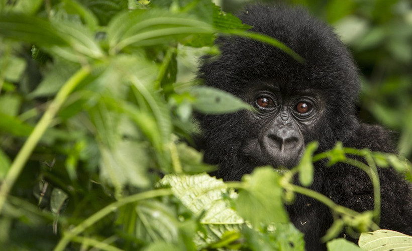Bolluktan yok oluşa: WWF'e göre yaban hayatı popülasyonu yüzde 69 azaldı
