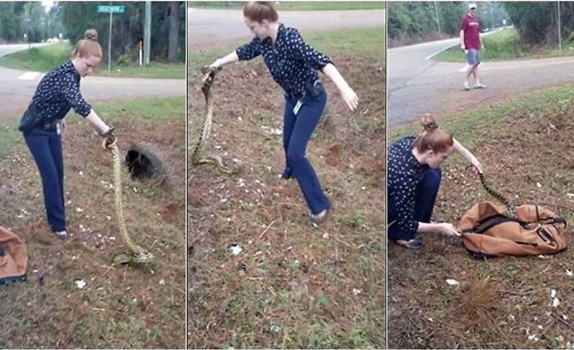 Anakonda'yı sakince çantaya paketledi