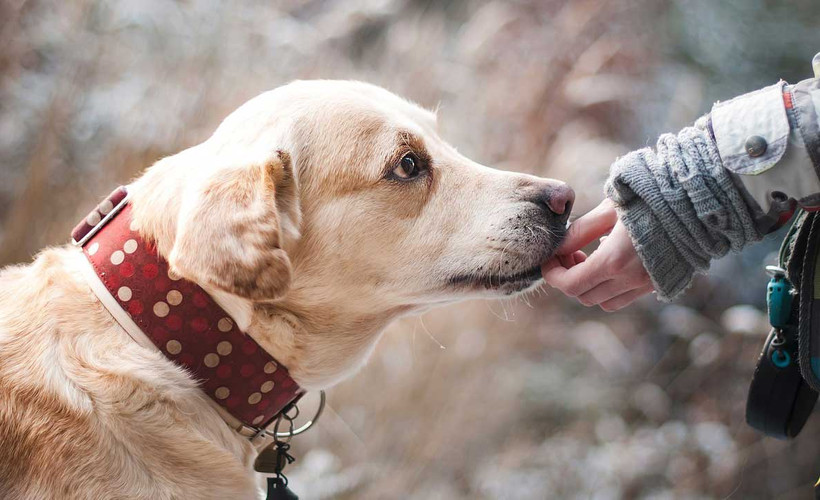 Marmaris'te bir evde çok sayıda kedi ve köpek ölüsü bulundu