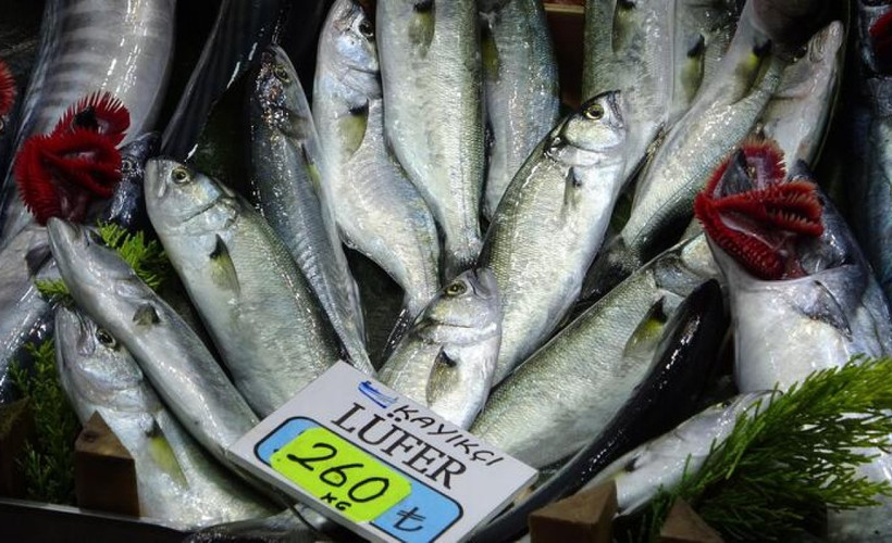 Deniz soğumadı, Marmara'da beklenen lüfer akını gecikti