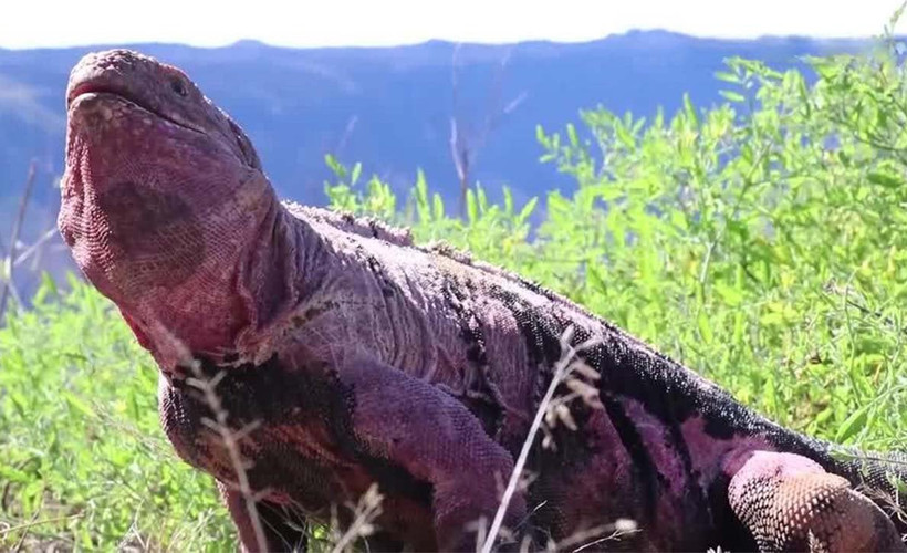 1986'dan beri bir ilk: Galapagos'ta yavru pembe iguanalara yeniden rastlandı