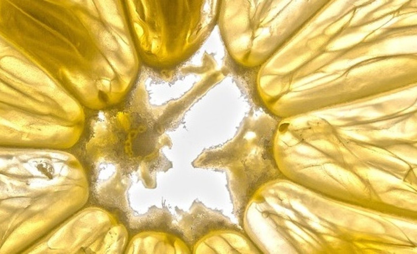 Çok faydalı bilirdik.. Yararlıymış ancak büyükte bir zararı varmış