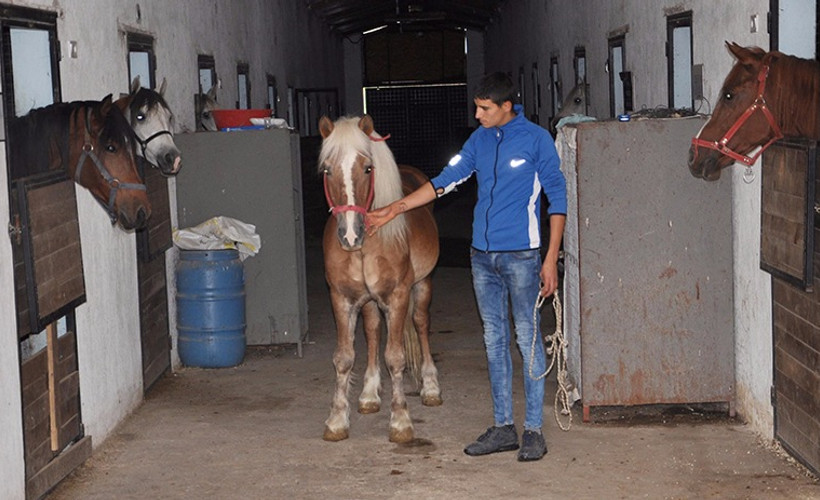 'FETÖ' soruşturmasında el konulan at ve köpek ihaleyle satıldı