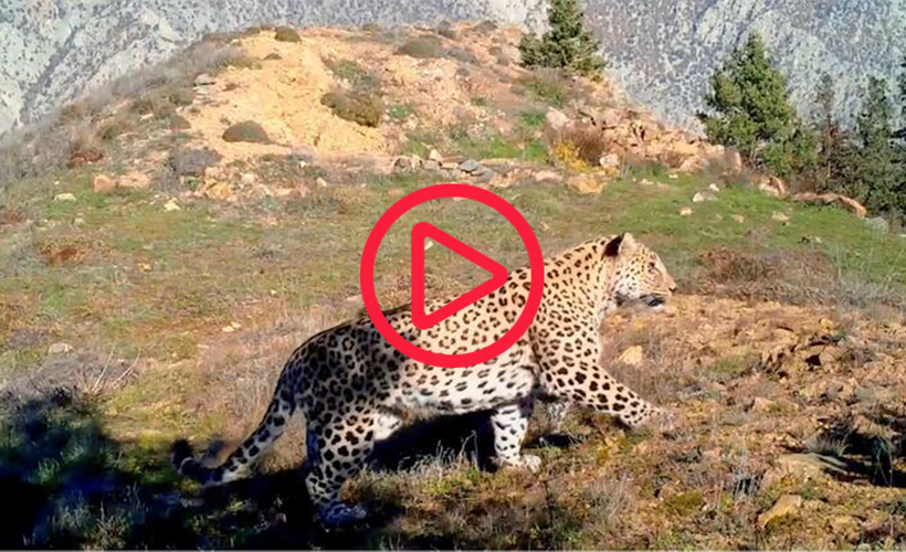 Nesli tükenmekte olan Anadolu Leoparı yeniden görüntülendi