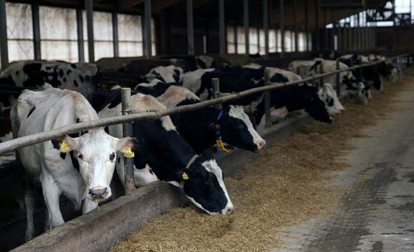 Hollanda’da 12 yıl sonra deli dana hastalığı görüldü