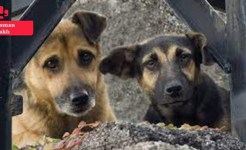 Sokak hayvanları tartışması: 'Köpekler nefret objesine dönüştürüldü'