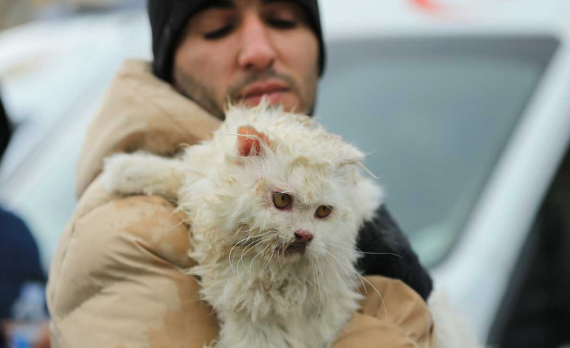 Diyarbakır'da enkazdan bir kedi kurtarıldı