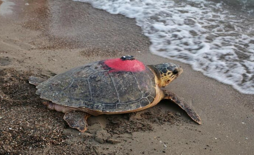 Caretta caretta 'Tuba' 20 bin kilometre yol gitti, sekiz milyon kişi izledi