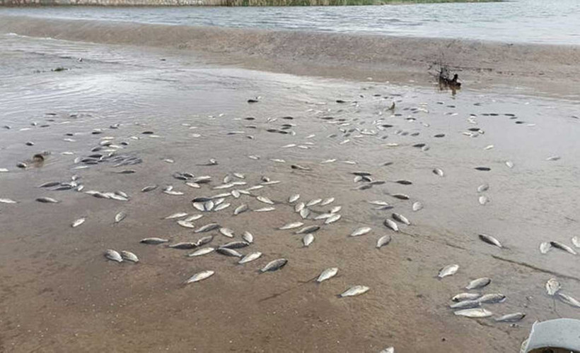 Yumurtladıktan sonra gölete dönemeyen binlerce balık öldü