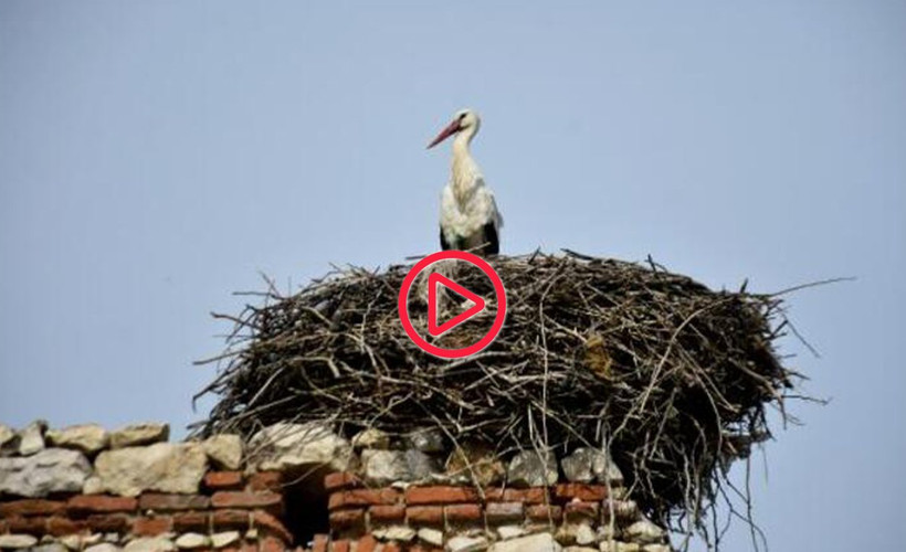 Küresel ısınma leylekleri etkiledi: Çoğu erken geldi, bazıları göçmedi