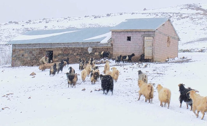 Yaylaya çıkarılan keçi ve koyunlar yağan karla yeniden ağıllara getirildi