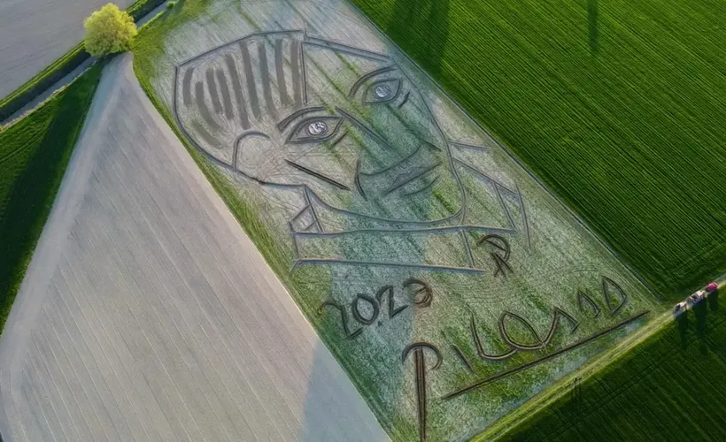 Traktörlü sanatçı, tarlaya Picasso'nun portresini çizdi