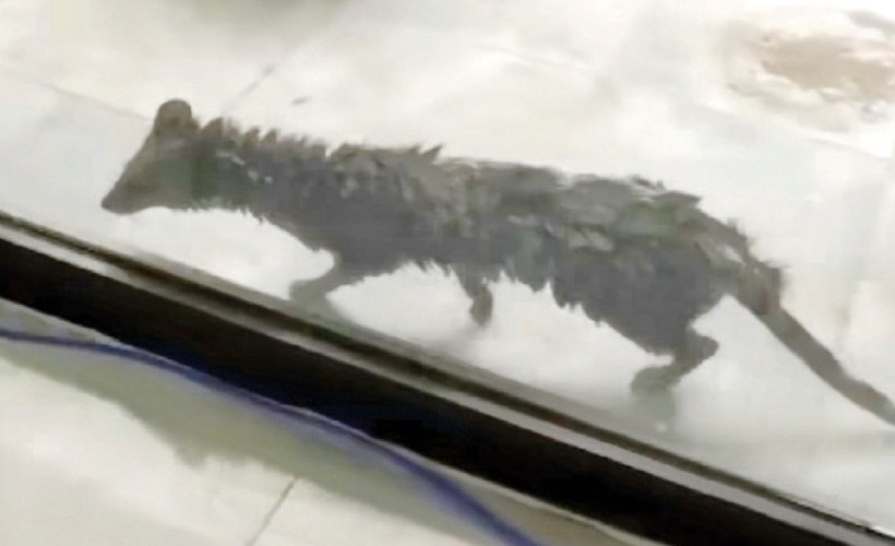 Pakistan'da meclise giren misk kedisi ortalığı birbirine kattı