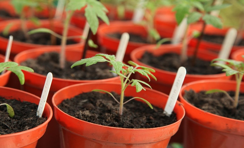 Evdeki bitkilerinizin dibine dökün ve sonucu görün! 1 haftada etkisini gösteriyor