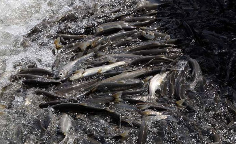 Dr. Akkuş: Su yönetimi olmazsa milyarlarca inci kefalinin öldüğünü göreceğiz