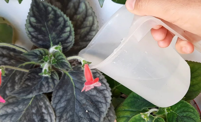 Açmayan çiçekleriniz bu yöntemle açsın! Yeniden canlansınlar