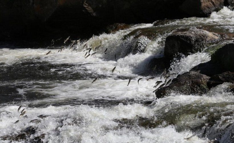 İnci Kefali HES tehdidi altında