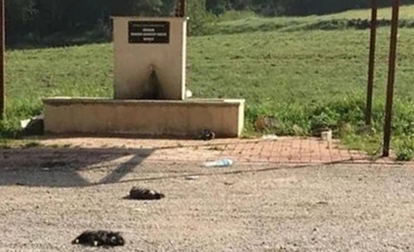 Burdur'da altı yavru köpek ölü bulundu: Soruşturma başlatıldı