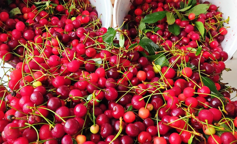 1 yıl boyunca bozulmuyorlar: Kışlık kiraz ve vişne saklama yöntemi