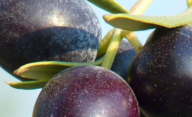 Çekirdeğini sakın atmayın! Sadece 1 tanesini yutmak bile o derdi önlüyor...