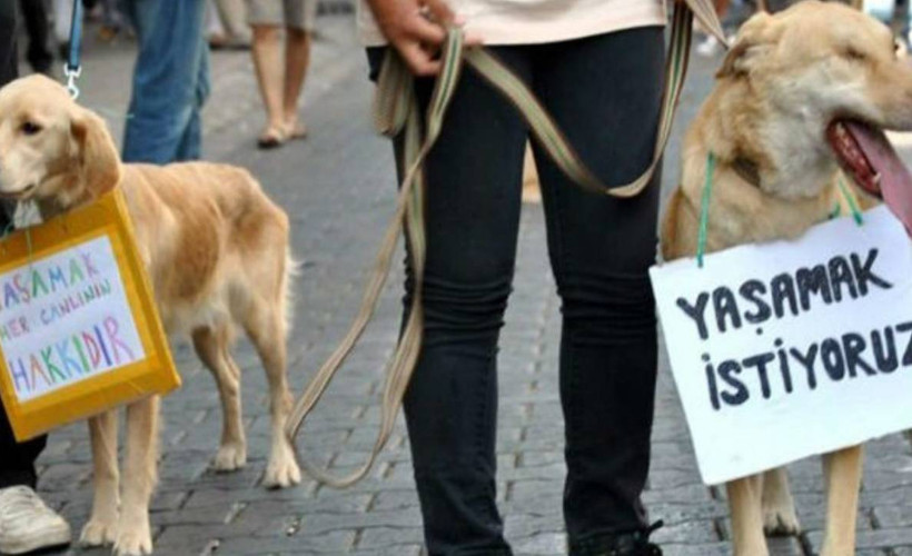 Ankara'da 17 köpek ağaca asılmıştı: Belediyeler 'sınır' tartışmasına girdi