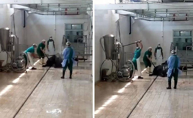 Gözaltına alınmışlardı: Et ve Süt Kurumu'nda hayvana eziyet eden şahısların ifadesi ortaya çıktı