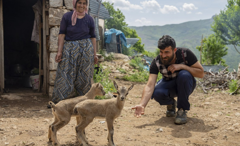 Öksüz kalan ikiz yaban keçileri 'Munzur' ve 'Dersim' besici aileye emanet