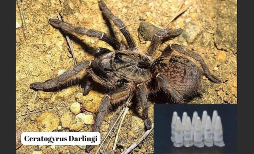 Marmaris'e gönderilen kargodan 76 tarantula çıktı