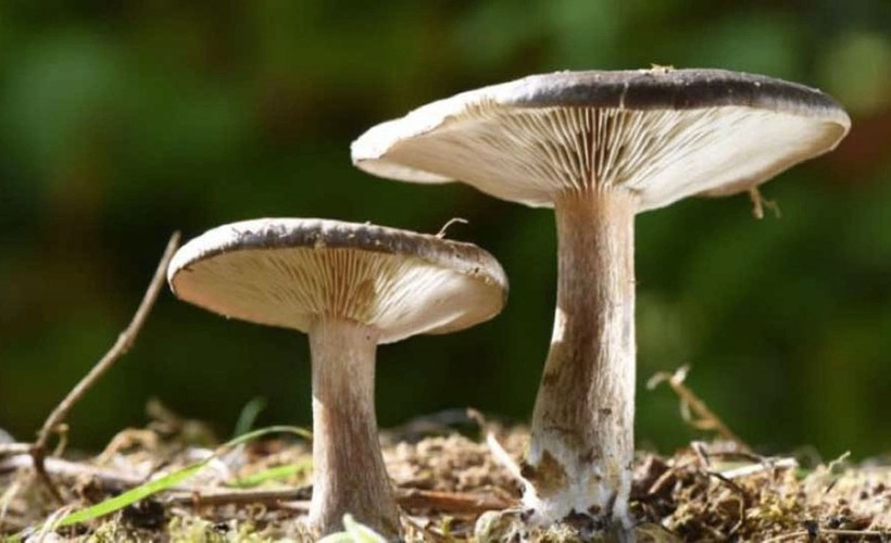 Mantar zehirlenmesi şüphesiyle hastaneye kaldırılan 21 kişiden biri öldü