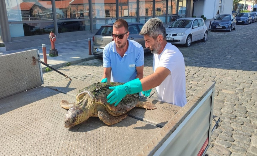 İzmir Konak Pier İskelesi'nde yaralı Caretta bulundu