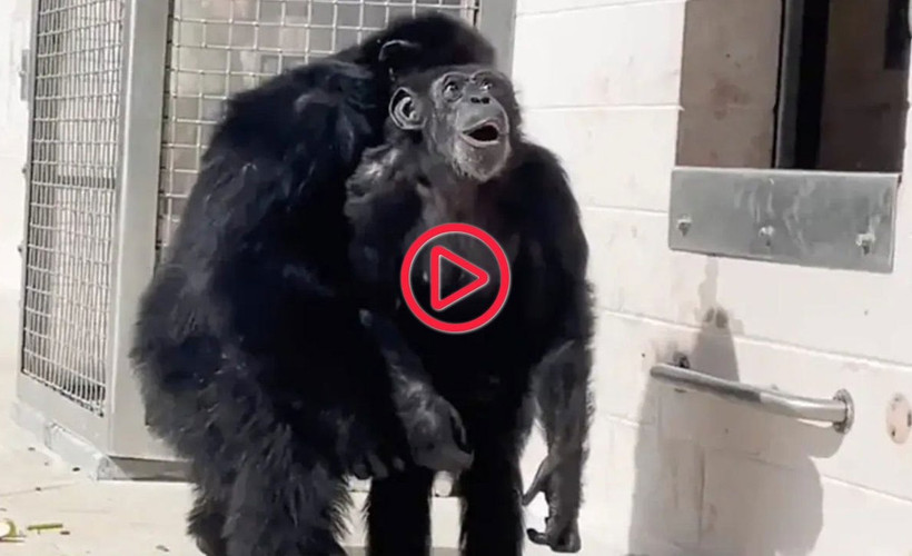 29 yaşındaki şempanzenin gökyüzünü ilk kez gördüğü görüntüler viral oldu