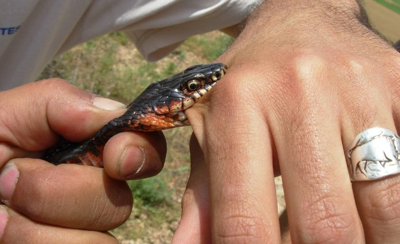 Profesörden 'karayılan' uyarısı: Zehirsizdir, çiftçi dostudur, sakın öldürmeyin