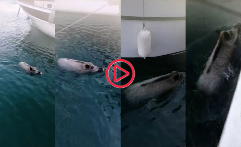 Datça'da orman yangınından kaçan domuz yüzerek limana geldi