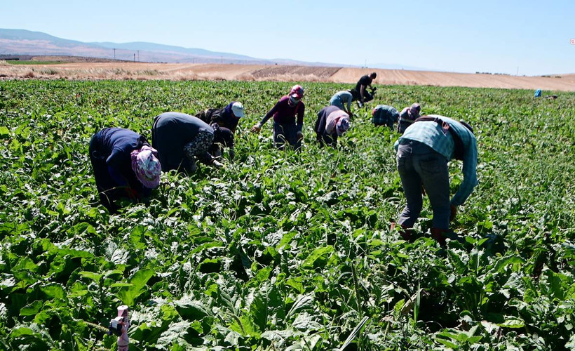 Yozgat’ta mevsimlik tarım işçilerinin sayısı ulaşım giderinin yüksek olması nedeniyle düştü