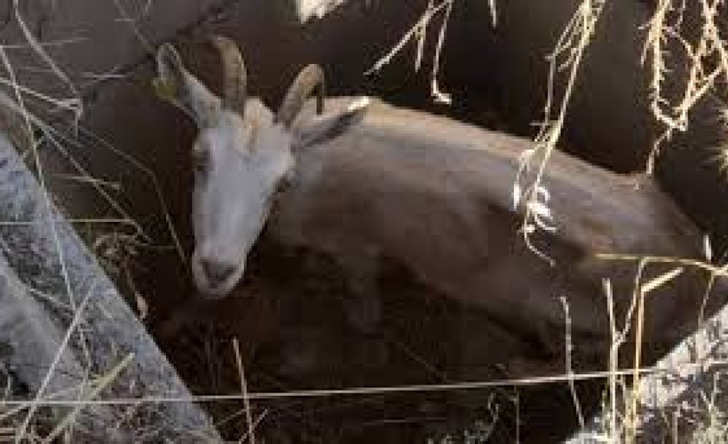 Amasya'da kuyuda mahsur kalan keçiyi itfaiye kurtardı
