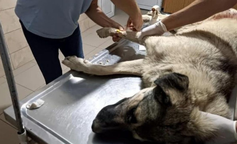 Hayvanseverlerin bakıp beslediği köpeği tüfekle vurarak öldürdü