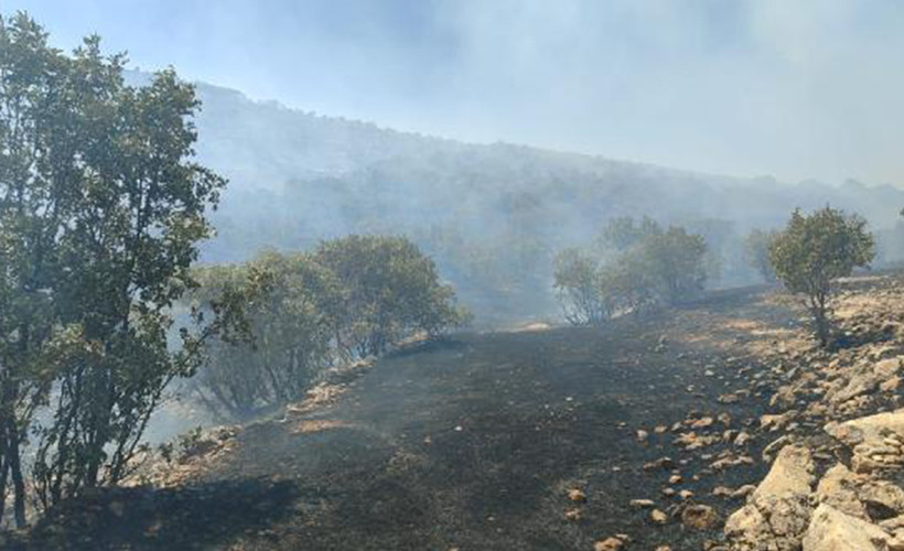 Mardin'de örtü yangını, ormana sıçradı