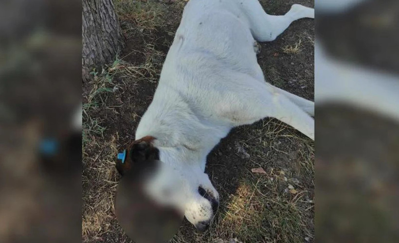 Silahla öldürüldüğü sanılan köpek, karga saldırısına uğramış