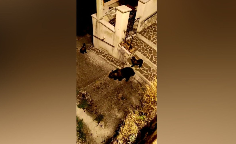 İtalya'da anne ayının vurularak öldürülmesi tepkiye yol açtı