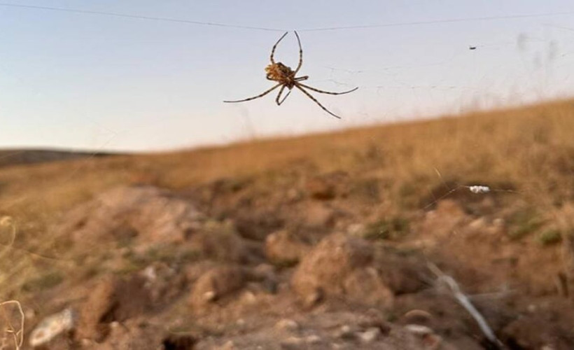 Dünyanın en zehirli örümceklerinden 'argiope lobata', Kırşehir'de görüldü