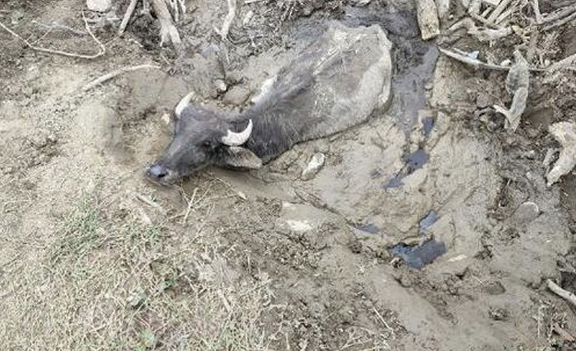 Düzce'de bataklıkta mahsur kalan dört büyükbaş hayvan kurtarıldı