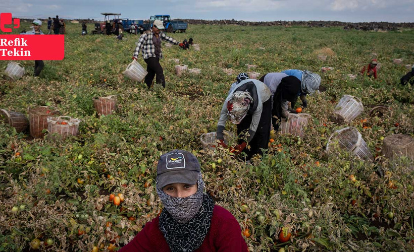 Tarladan mutfağa domatesin serüveni: Emeğin sergisi