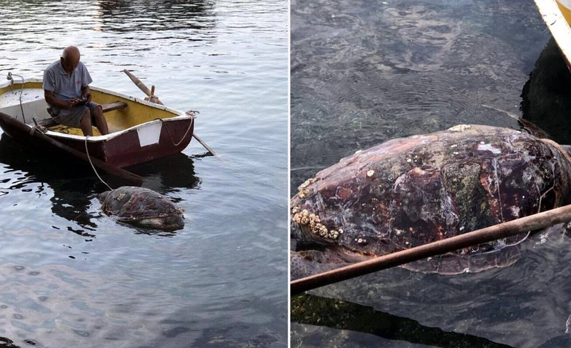 Bodrum’da kıyıda bulunan caretta caretta öldü
