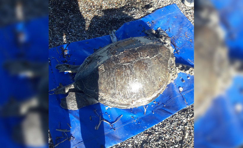 Datça'da caretta caretta ölü bulundu