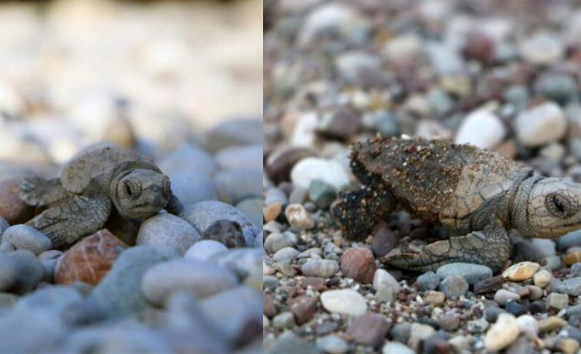 Çıralı'da denizle buluşan yavru caretta sayısı yüzde 38 arttı
