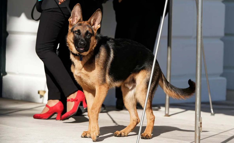 Biden'ın köpeği 'Komutan' bir Gizli Servis ajanını daha ısırdı