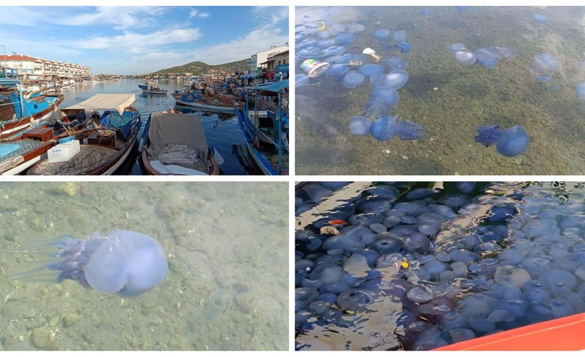 Mavi denizanaları Foça sahillerini terk etmedi: 'Bazı tedbirleri almakta gecikiyoruz'