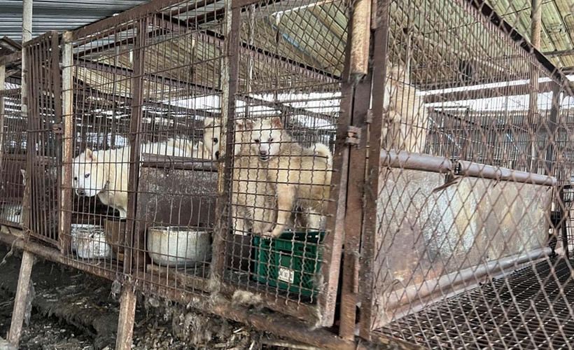 Güney Kore'de 'köpek eti' tartışması yeniden alevlendi: Yüzyılların geleneği yasaklanabilir